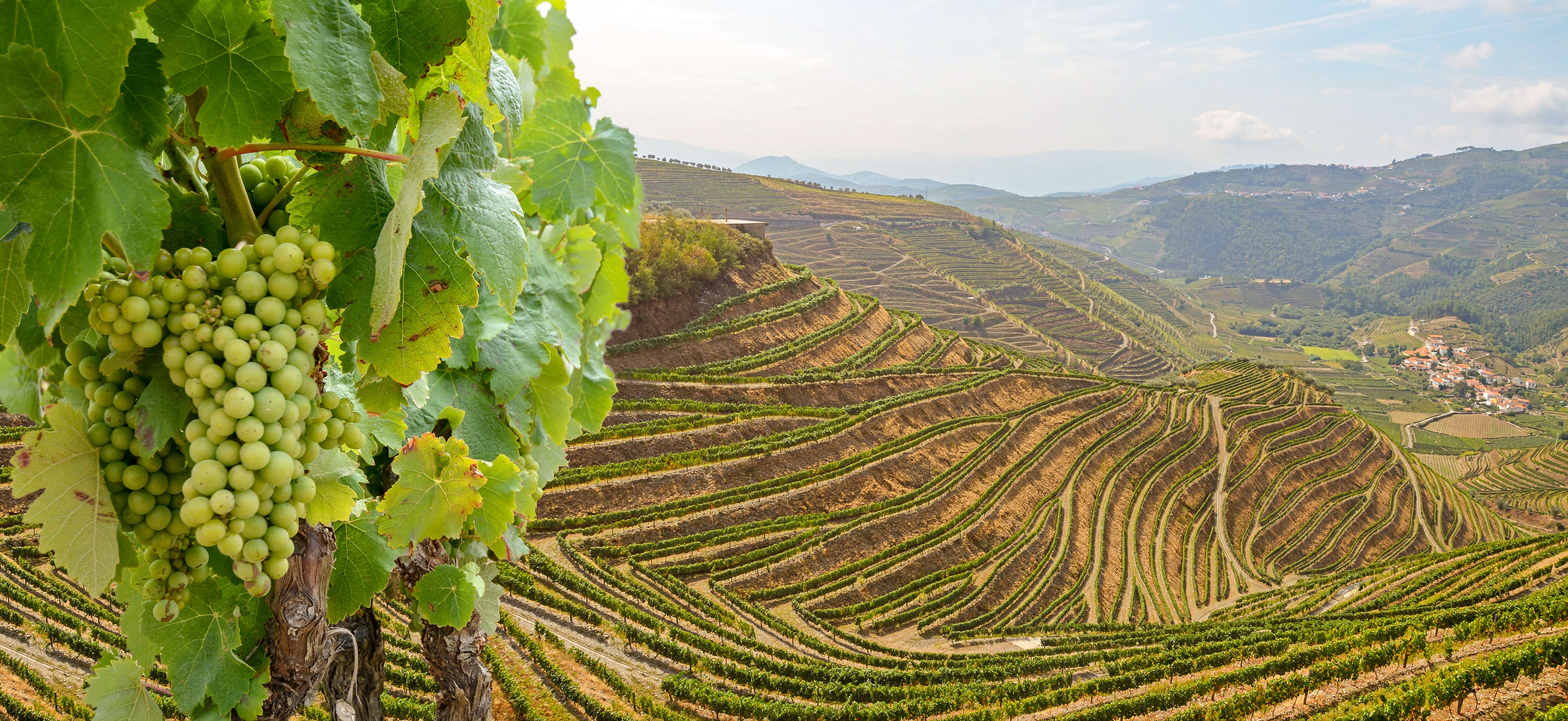 Vignoble Portugais de la région de Vinho Verde